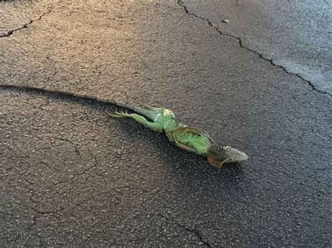 Can you pick up a frozen iguana?