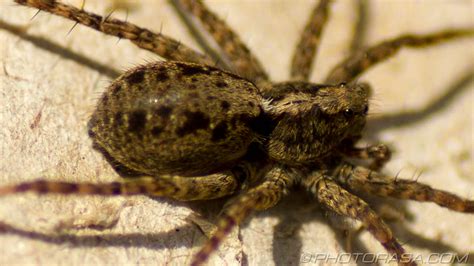 Can you pick up a wolf spider?