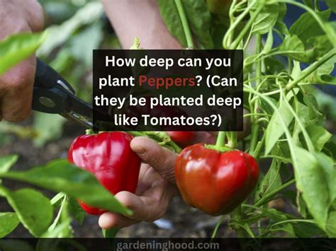 Can you plant peppers deep like tomatoes?