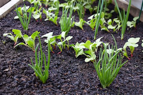 Can you plant radish next to garlic?