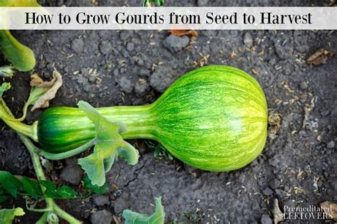 Can you plant seeds from dried gourds?