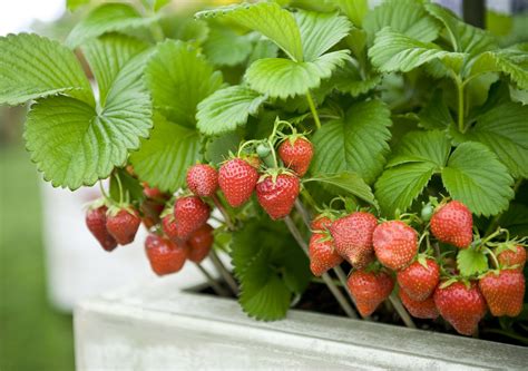 Can you plant strawberries next to tomatoes?