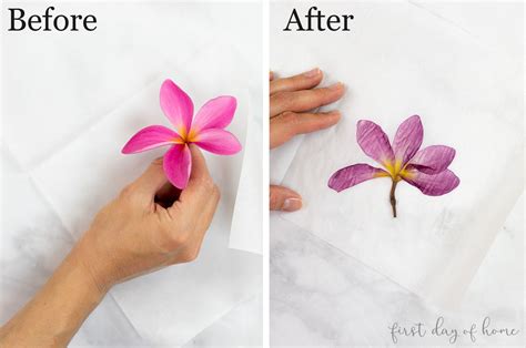 Can you press a full flower?