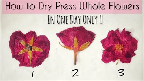 Can you press rose petals?