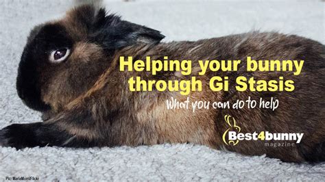 Can you prevent GI stasis in rabbits?