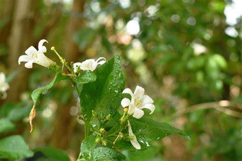 Can you propagate jasmine in water or soil?