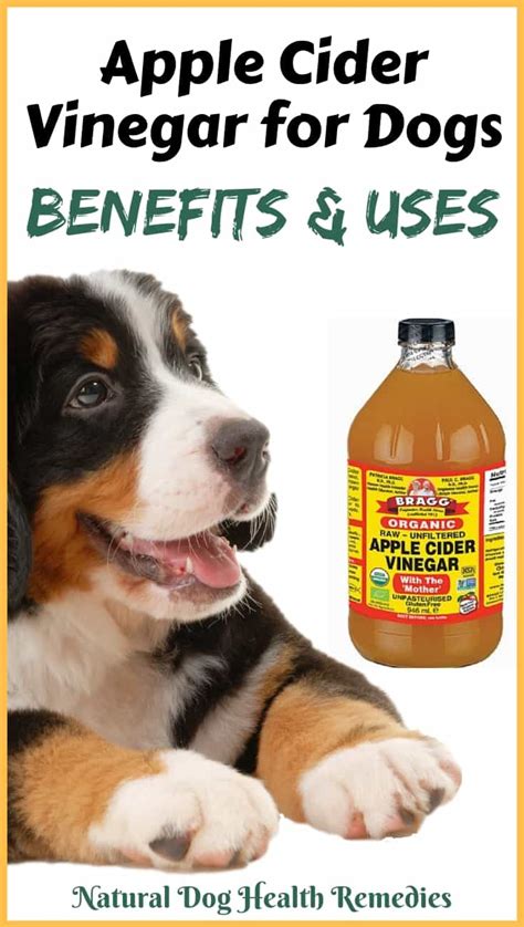 Can you put apple cider vinegar on dogs for smell?