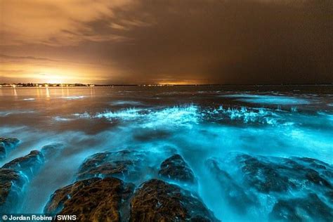 Can you put bioluminescent algae in a pond?