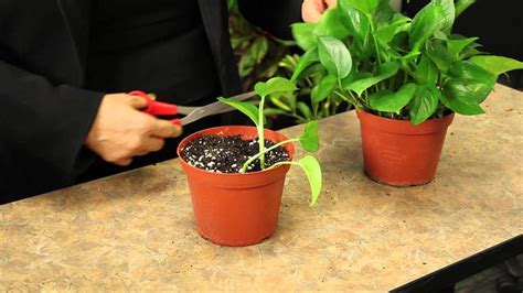 Can you put cuttings straight into soil?