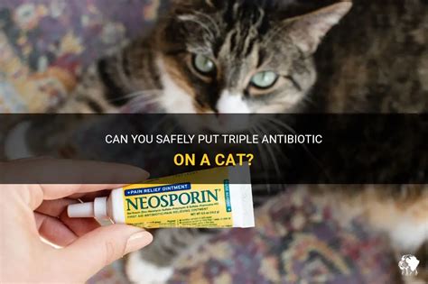 Can you put human triple antibiotic on cats?