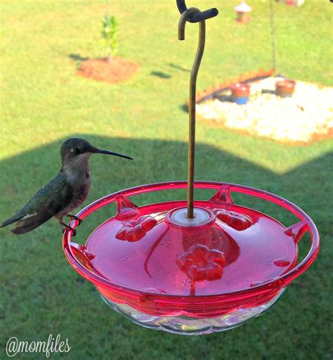 Can you put hummingbird feeders next to other bird feeders?