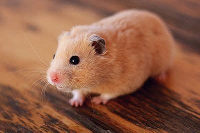 Can you put ointment on a hamster?
