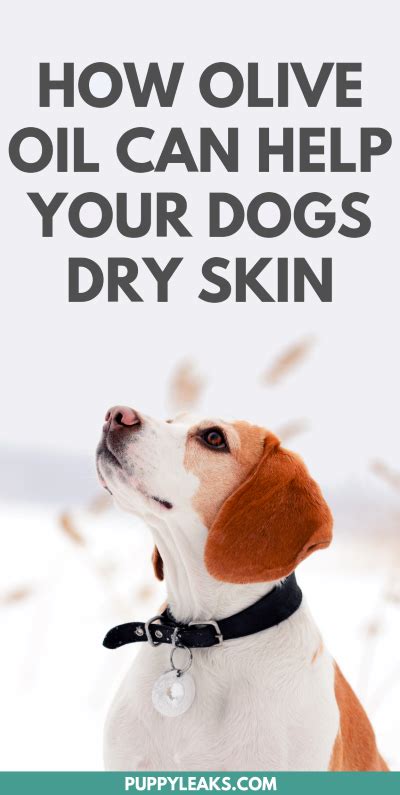 Can you put olive oil on a dog for dry skin?