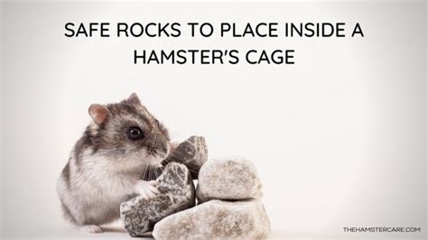 Can you put rocks in hamster cages?
