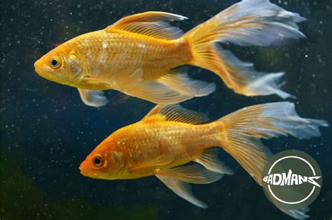 Can you put two male goldfish together?