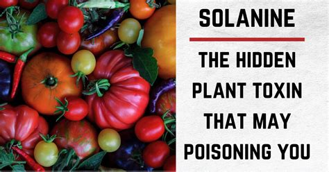 Can you recover from solanine poisoning?