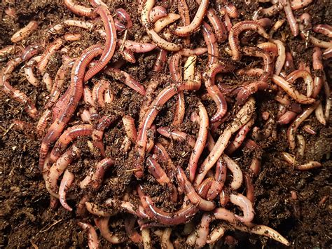 Can you refrigerate live worms?