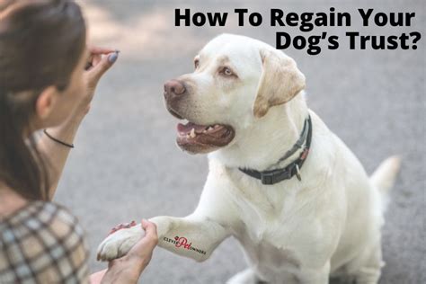 Can you regain dogs trust?