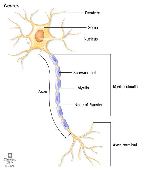 Can you regrow myelin sheath?