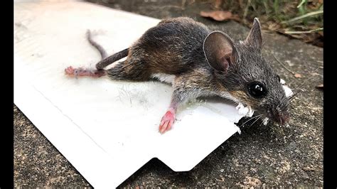 Can you remove a live mouse from a glue trap?