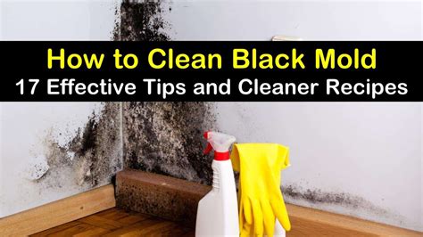 Can you remove black mold from concrete?