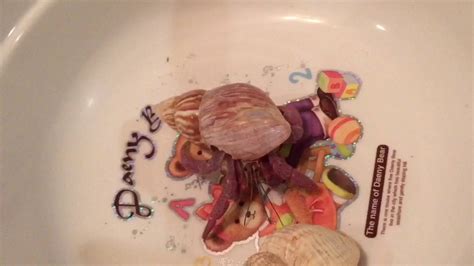 Can you reuse hermit crab sand?