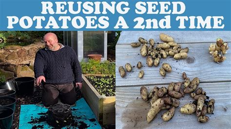 Can you reuse seed potatoes?