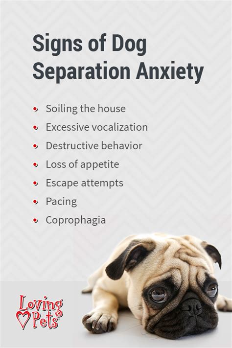 Can you reverse separation anxiety in dogs?