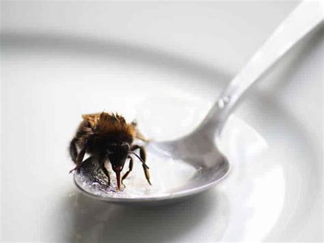 Can you revive a dying bee?