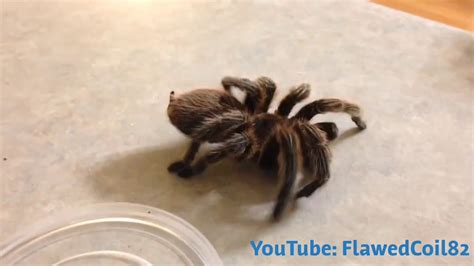 Can you revive a dying tarantula?