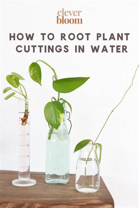 Can you root all cuttings in water?