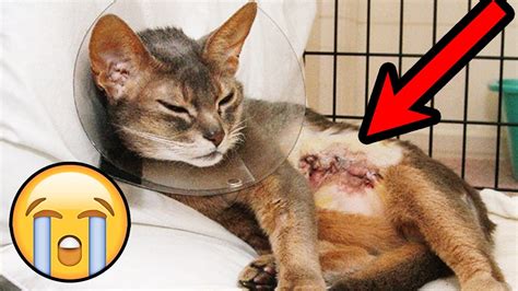 Can you save a cat with cancer?