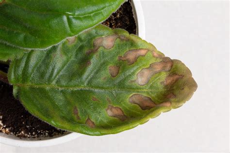 Can you save a plant with leaf spot?