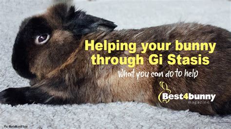 Can you save a rabbit from GI stasis?