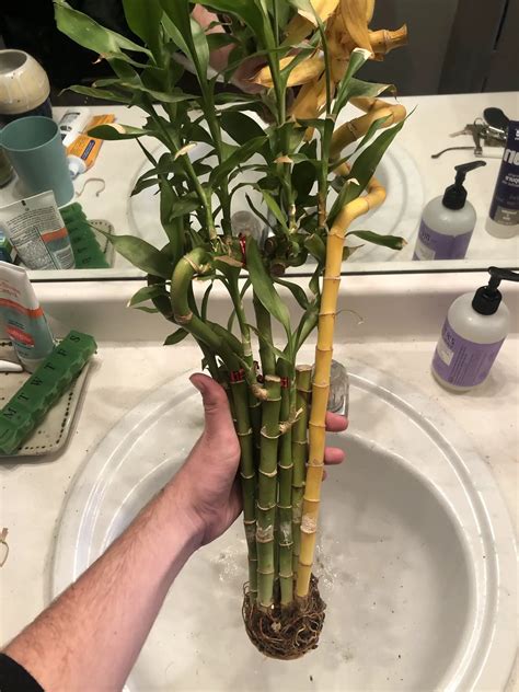 Can you save a yellowing plant?