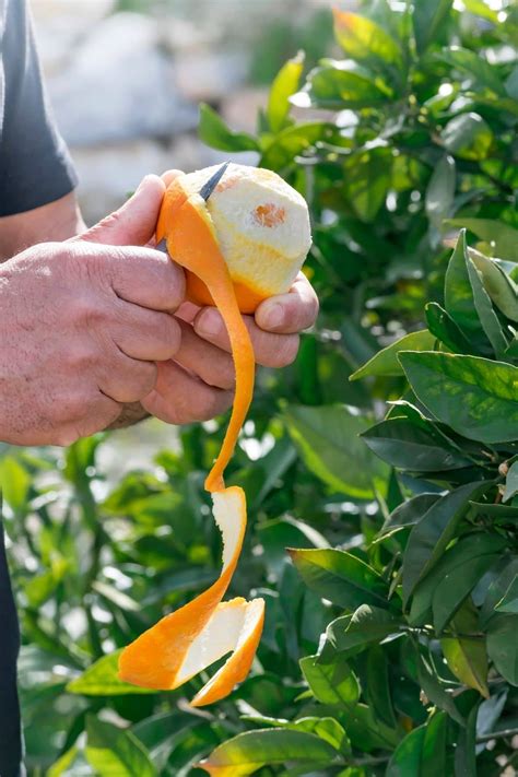 Can you save orange peels?