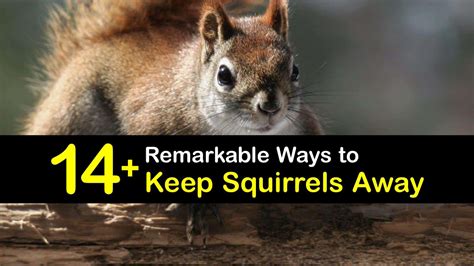 Can you scare squirrels away?