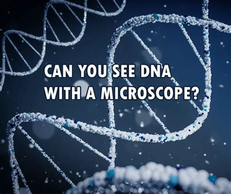 Can you see DNA with a microscope?