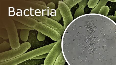 Can you see bacteria at 1000x?