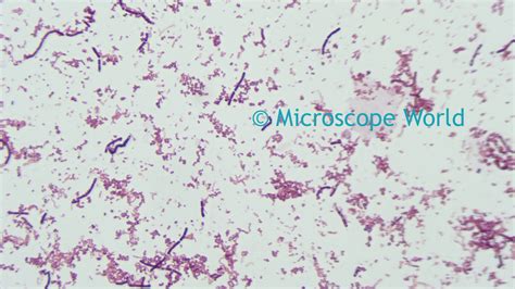 Can you see bacteria at 400x?