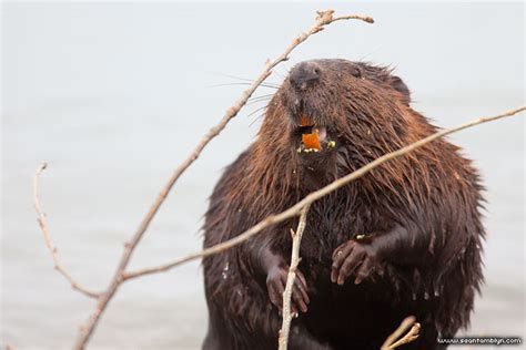 Can you see beavers in Toronto?