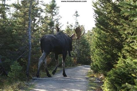 Can you see moose in Toronto?