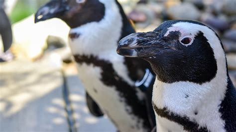 Can you see penguins at a zoo?
