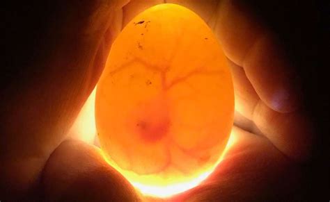Can you see the egg during your period?