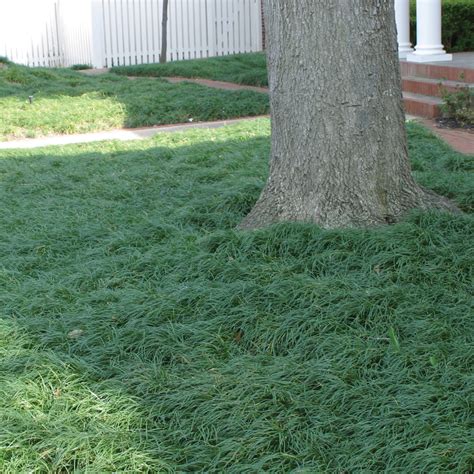 Can you seed mondo grass?