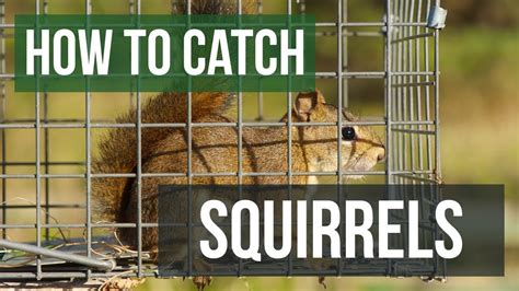 Can you set traps for squirrels?