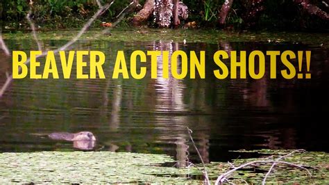 Can you shoot a beaver in Indiana?