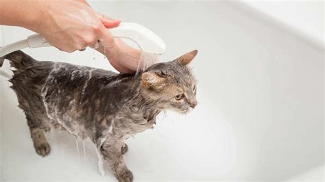 Can you shower a cat after surgery?