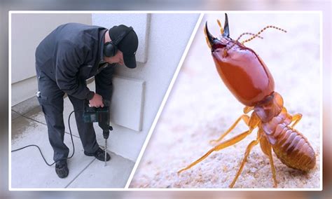 Can you sleep after pest control?