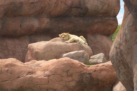 Can you sleep at the Toronto Zoo?